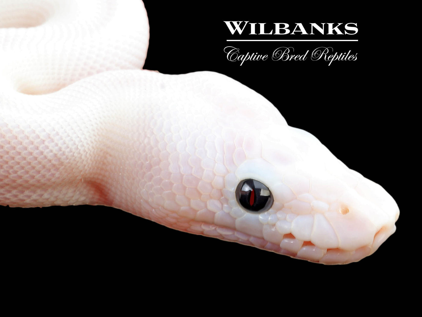 Super Fire Ball Python ♀ '25