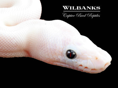 Super Fire Ball Python ♀ '25