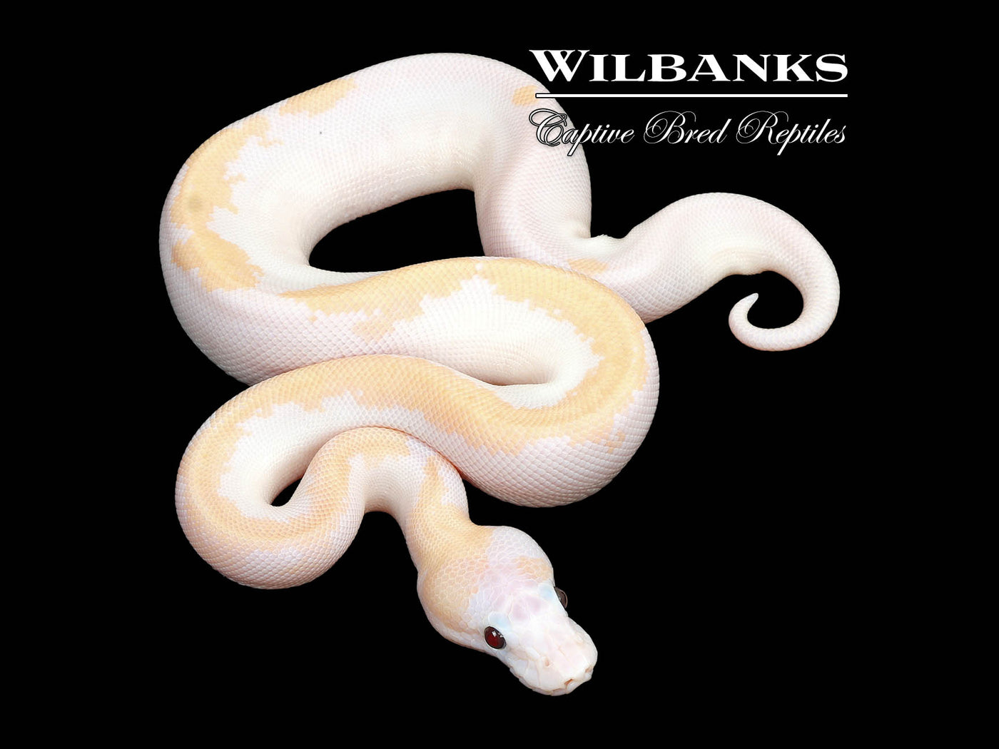 Banana Super Fire Ball Python ♂ '25