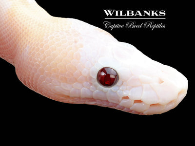 Banana Super Fire Ball Python ♂ '25