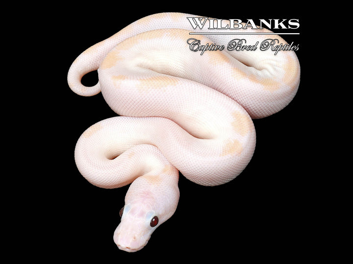hana hana　1225 Banana Super Fire Ball Python ♂ '25 – Wilbanks Captive Bred