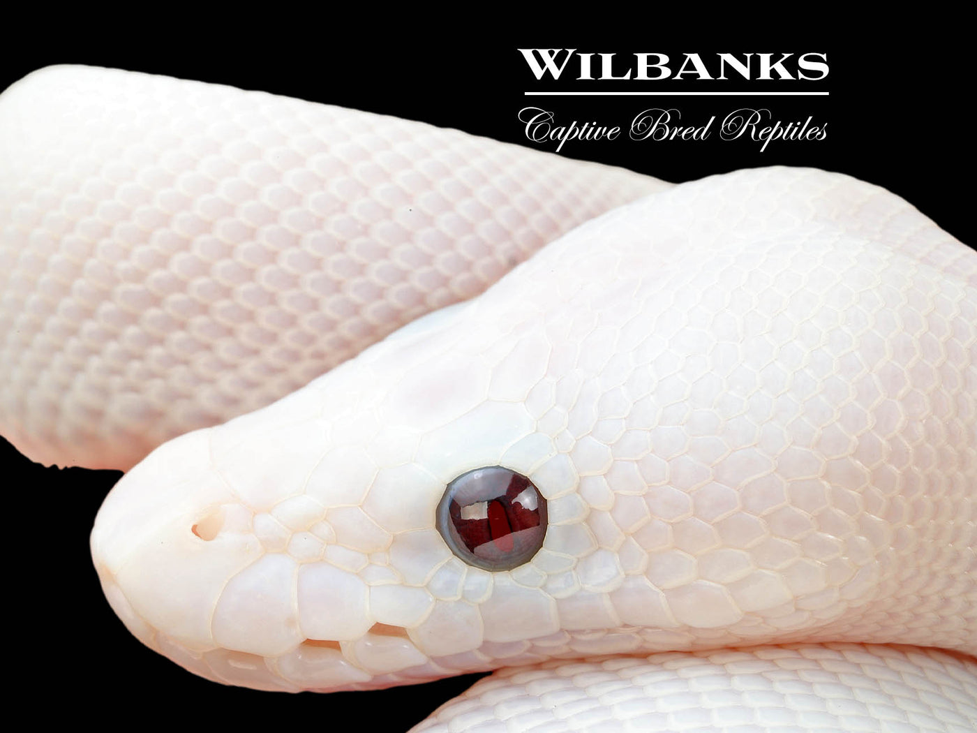 Banana Super Fire (Perfect-No Yellow) Ball Python ♂ '25