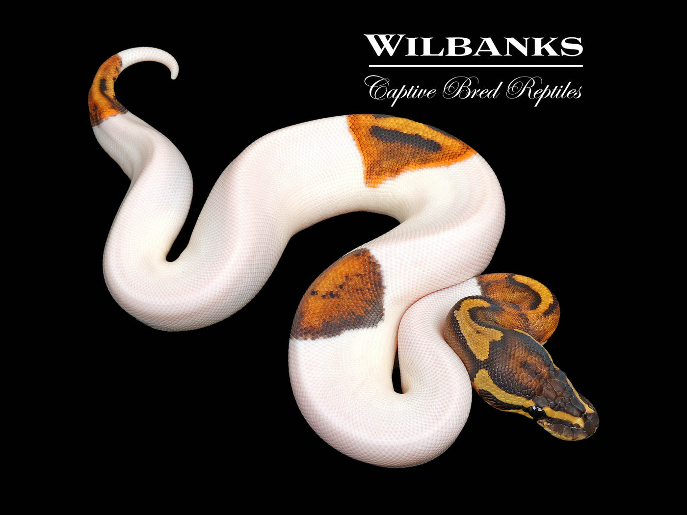 Pied 100% Het. Lavender Albino Ball Python ♀ '25
