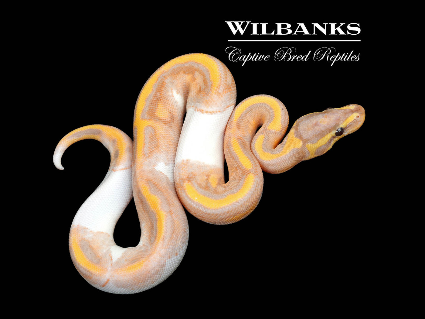 Banana Pied Ball Python ♂ '25