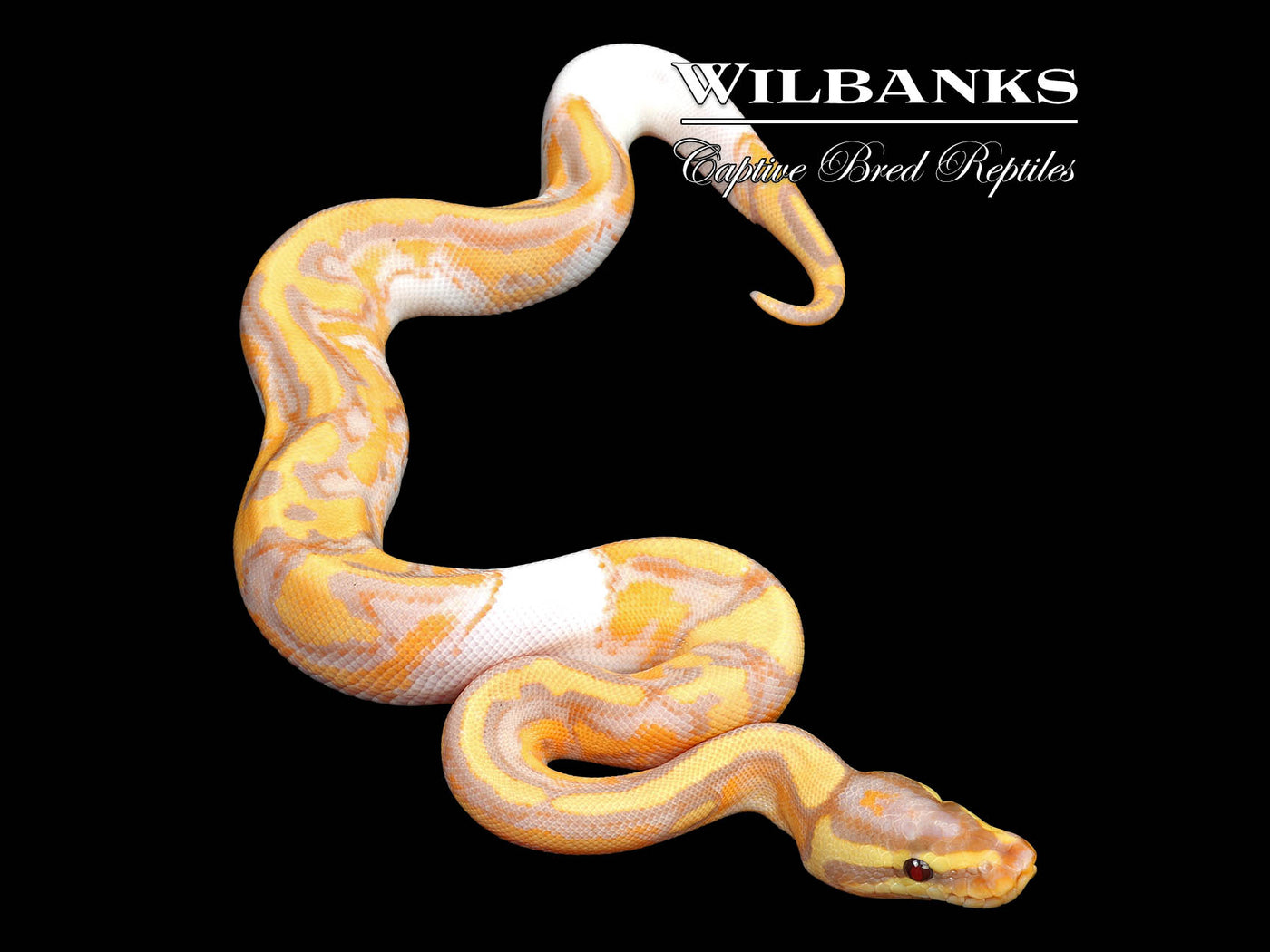 Banana Pied Ball Python ♂ '25