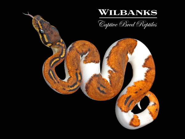 plexi breed クローン Super Gravel Pastel Leopard Ball Python ♀ '25 – Wilbanks
