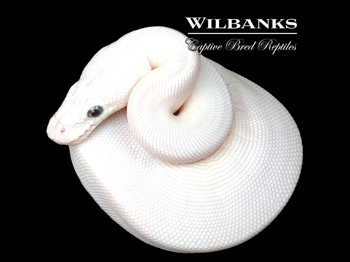 Blue Eyed Leucistic (Mojave Butter) Ball Python ♀ '25