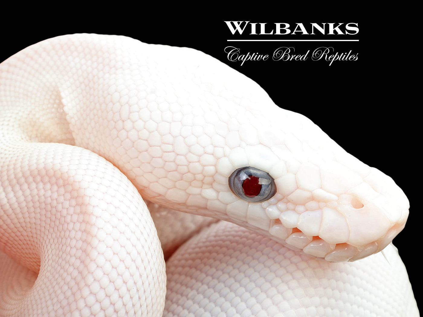 Blue Eyed Leucistic (Mojave Butter) Ball Python ♀ '25