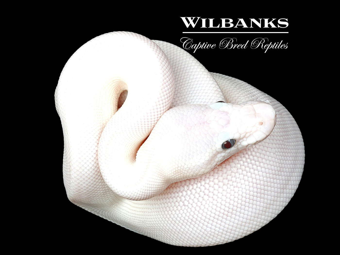Blue Eyed Leucistic (Mojave Butter) Ball Python ♀ '25
