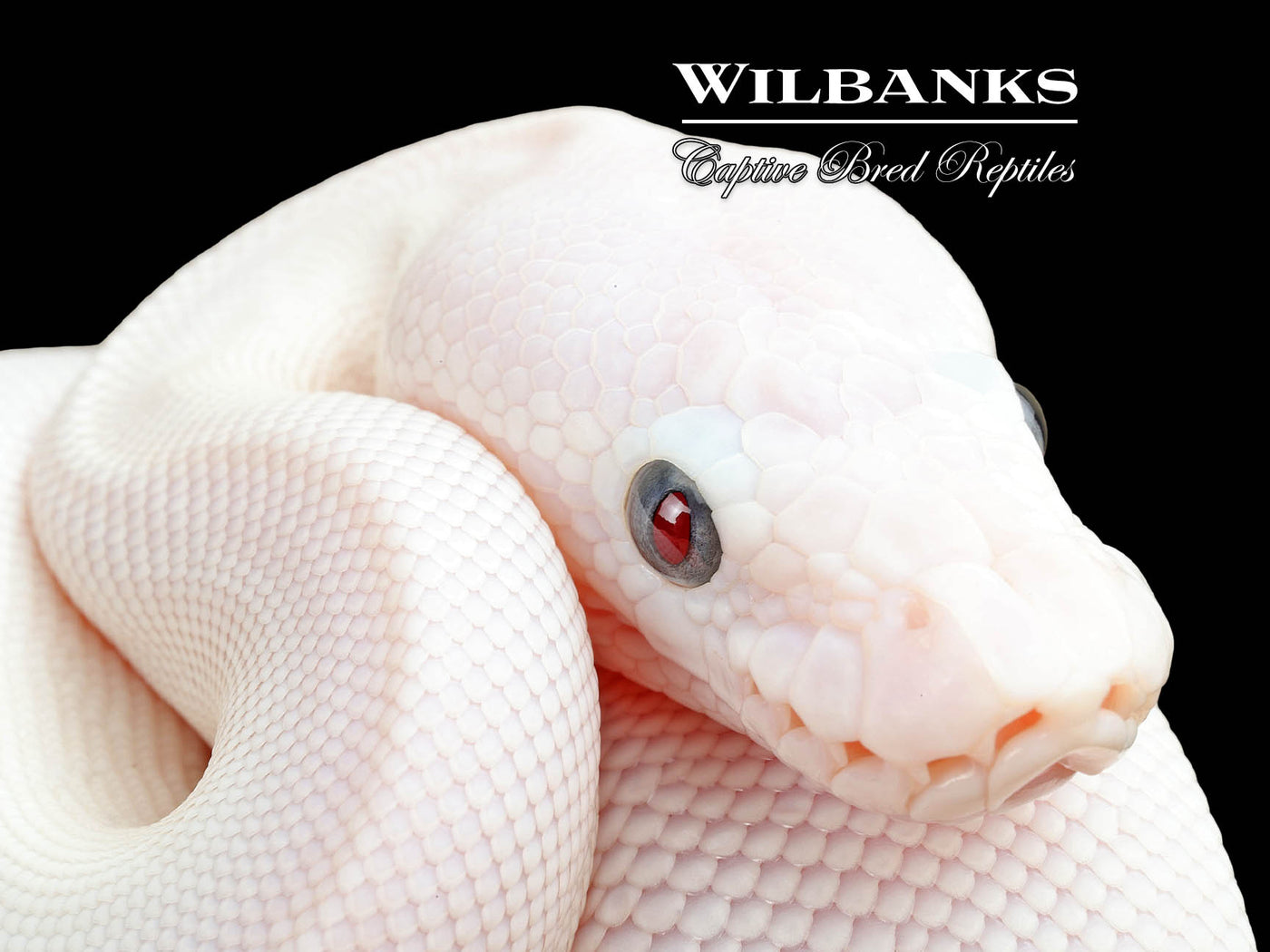 Blue Eyed Leucistic (Mojave Butter) Ball Python ♀ '25
