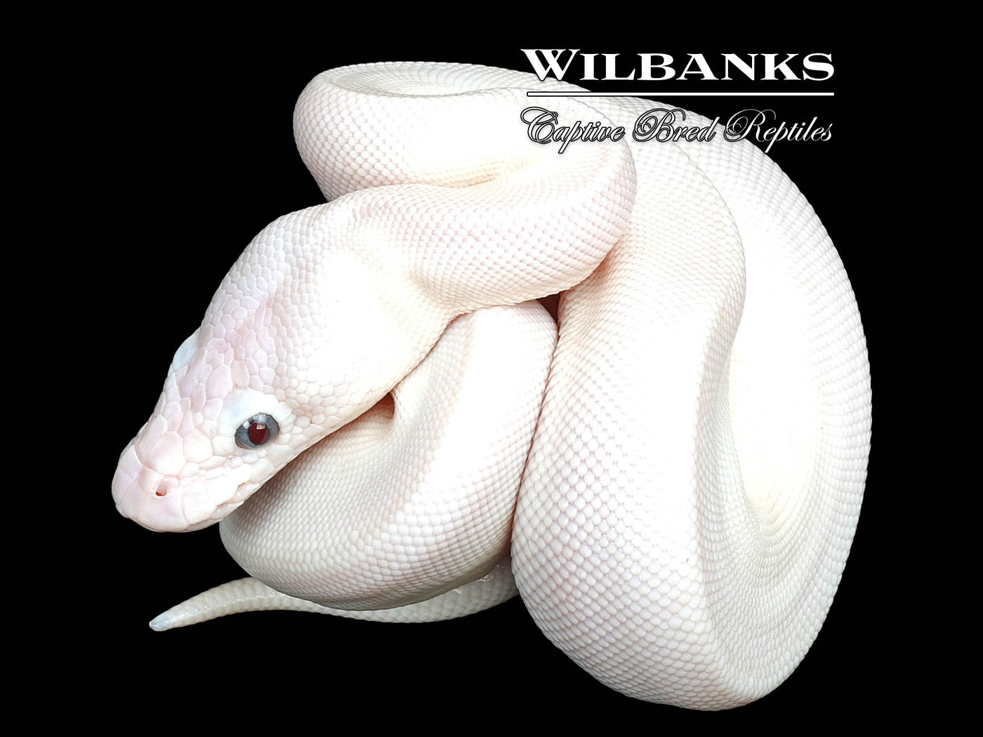 Blue Eyed Leucistic (Mojave Butter) Ball Python ♀ '25