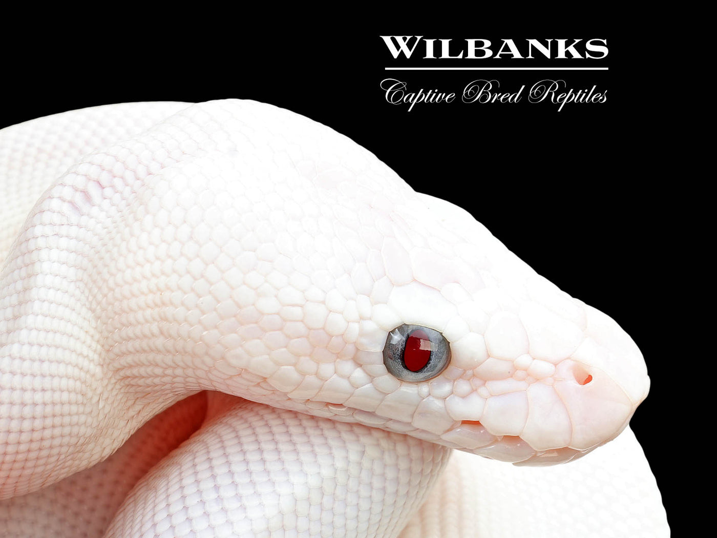Blue Eyed Leucistic (Mojave Butter) Ball Python ♀ '25