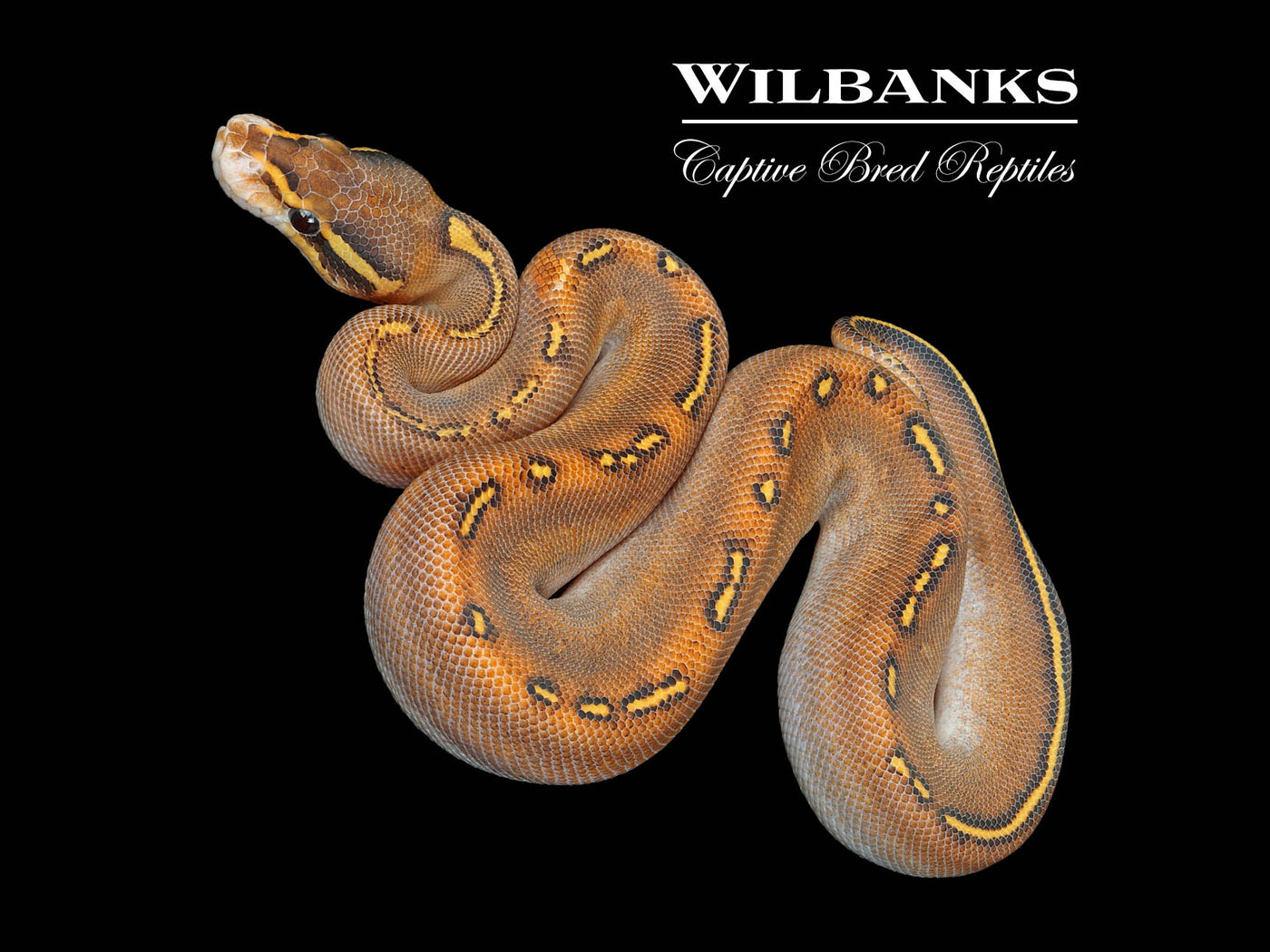 GHI Freeway Ball Python ♂ '25