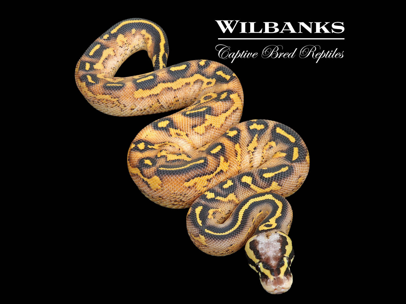 Pastel Freeway Ball Python ♂ '25