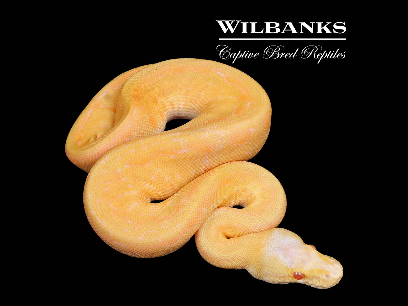 Albino Blackhead Lemon Blast Ball Python ♂ '25