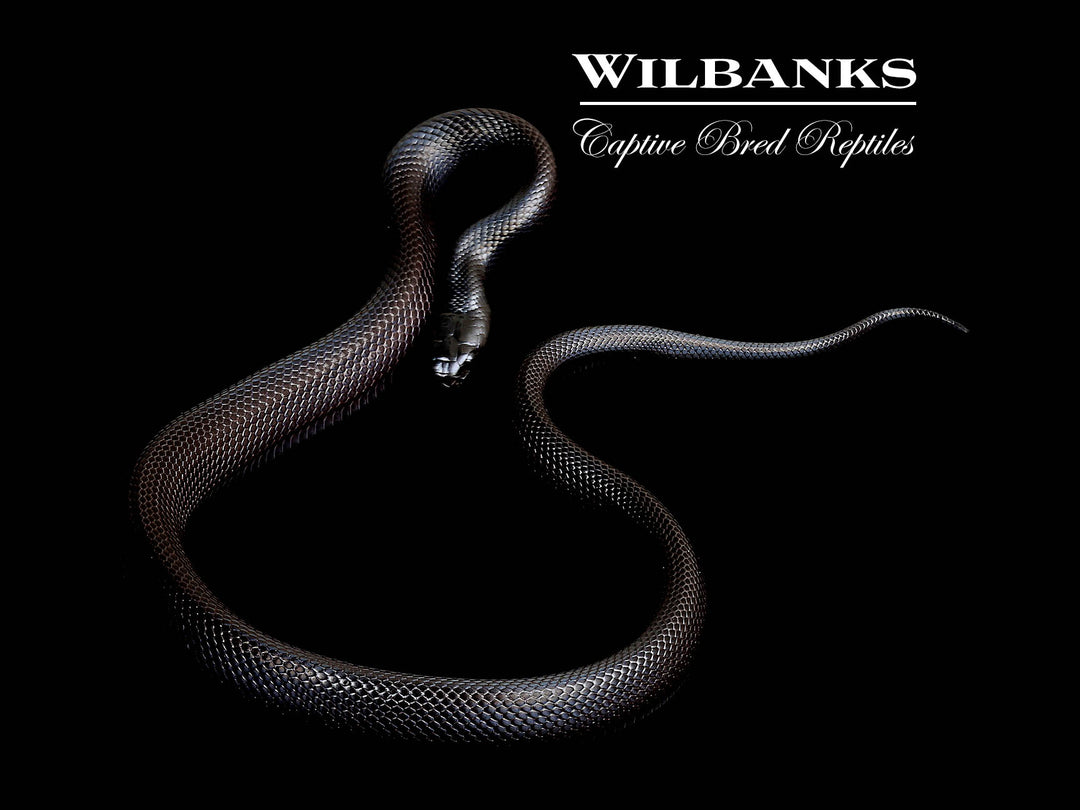Kingsnakes & Milk Snakes for Sale | Captive-Bred – Wilbanks