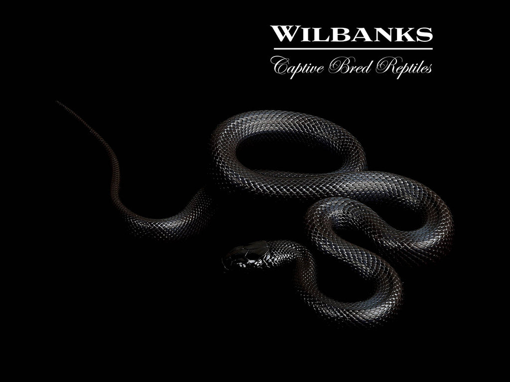 幻のKing Snake BlackBear Made IN JAPAN Mexican Black Kingsnake ♀ '25 – Wilbanks Captive Bred Reptiles