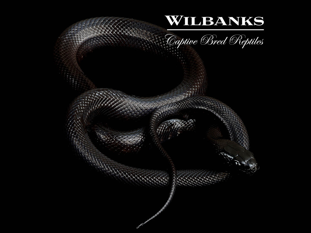 Kingsnakes & Milk Snakes for Sale | Captive-Bred – Wilbanks