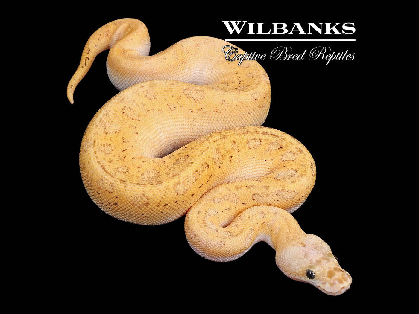 FireFly Blackhead Pinstripe Clown Ball Python  ♀ '24