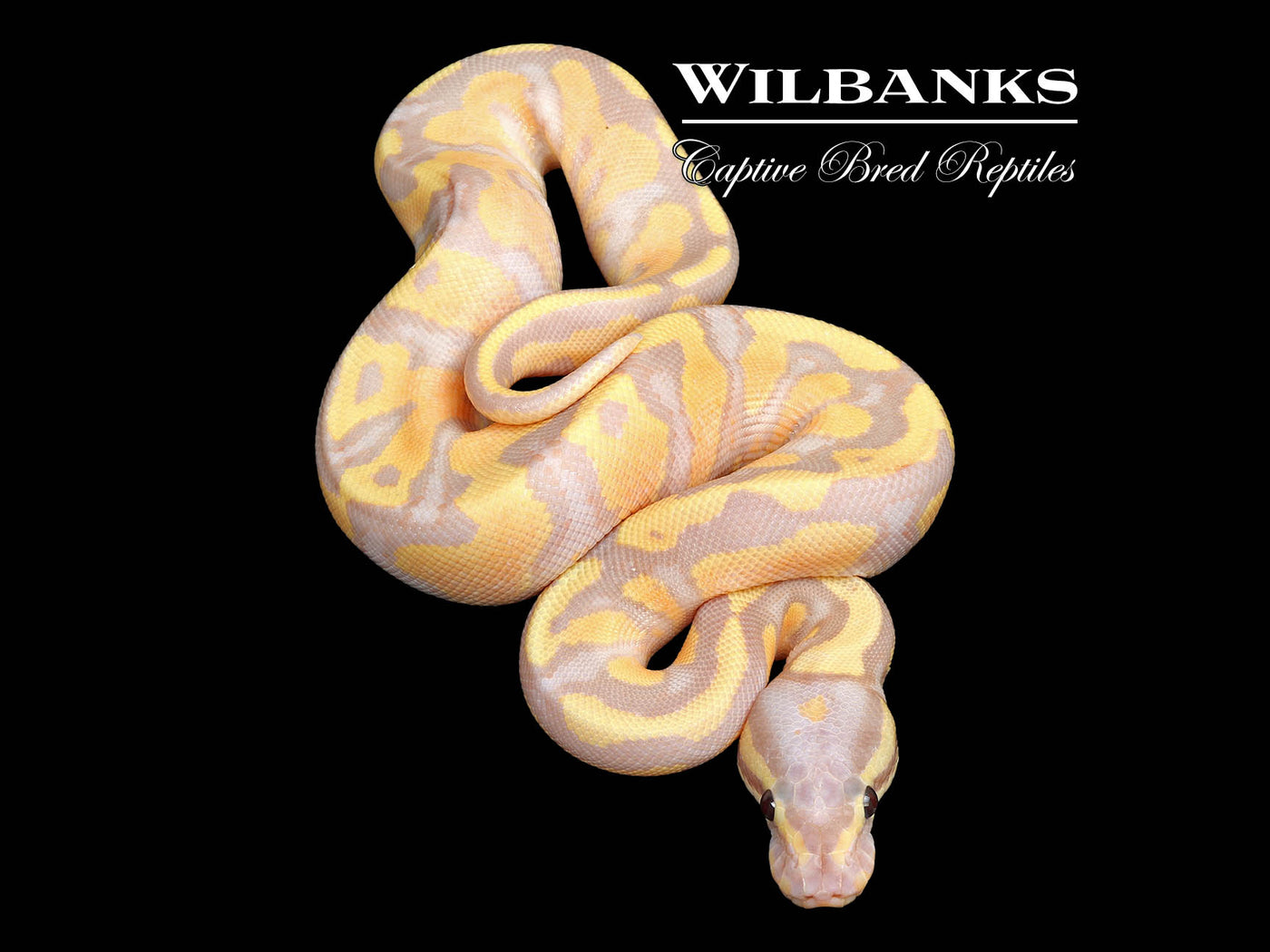 Banana Fire Ball Python ♀ '25