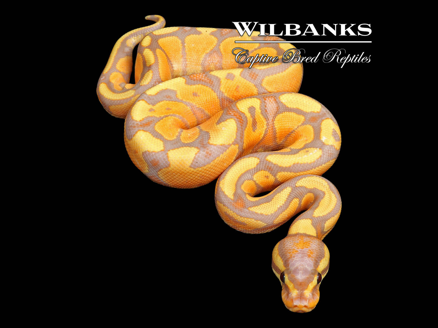 Banana Yellow Belly Ball Python ♀ '25
