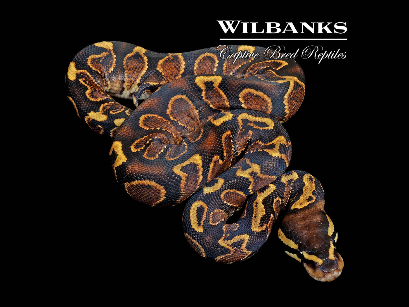 GHI Yellow Belly Ball Python ♀ '25