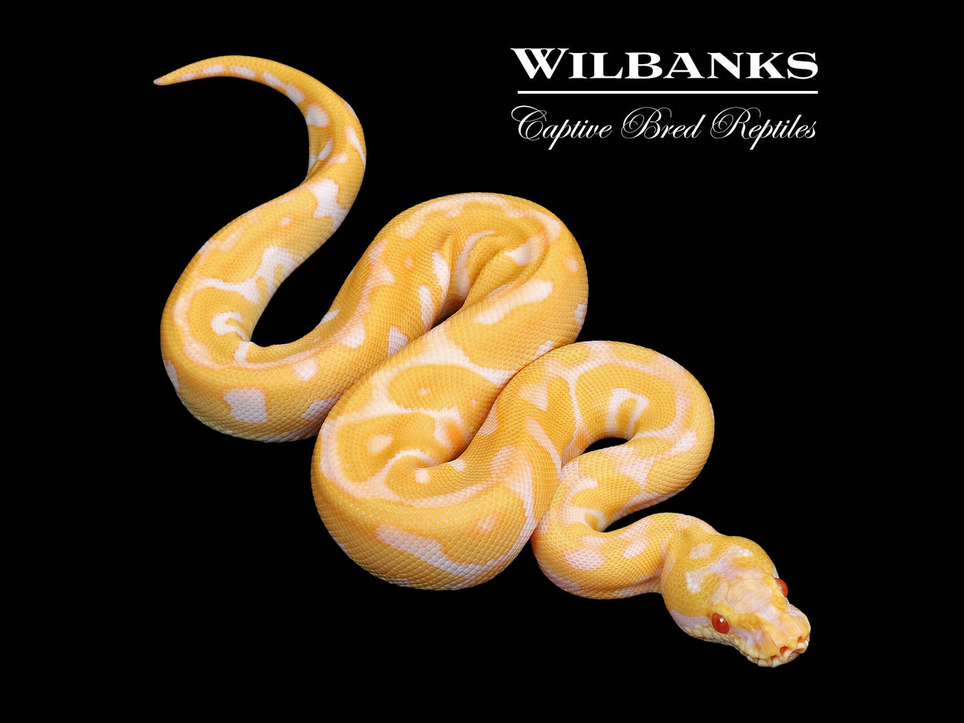 Albino Leopard Super Enchi Pastel Ball Python ♂ '25