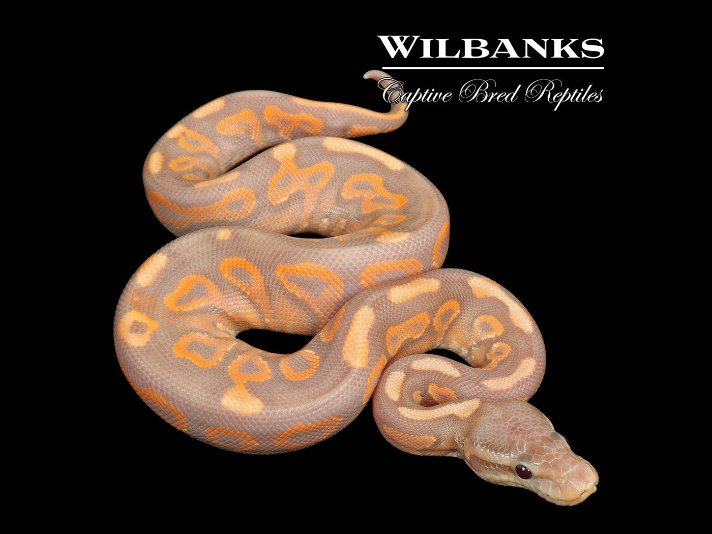 Banana Cinnamon Yellow Belly Ball Python ♀ '25