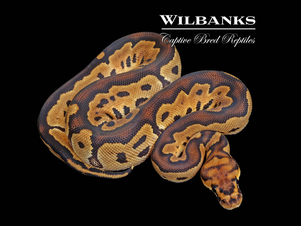洋書 The Complete Ball Python Clown Ball Python ♀ '25 – Wilbanks Captive Bred Reptiles
