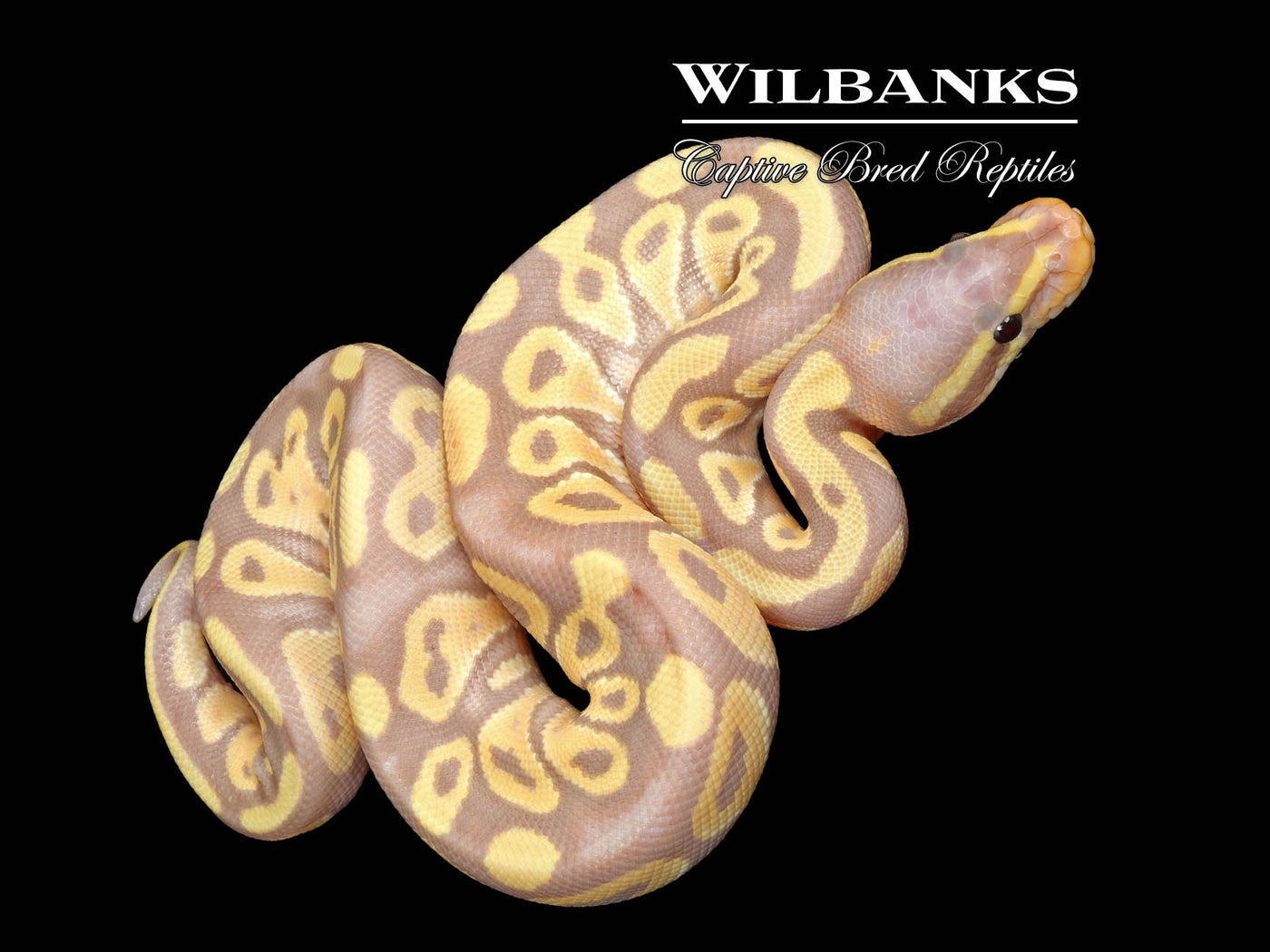 Banana Mojave Ball Python ♂ '25