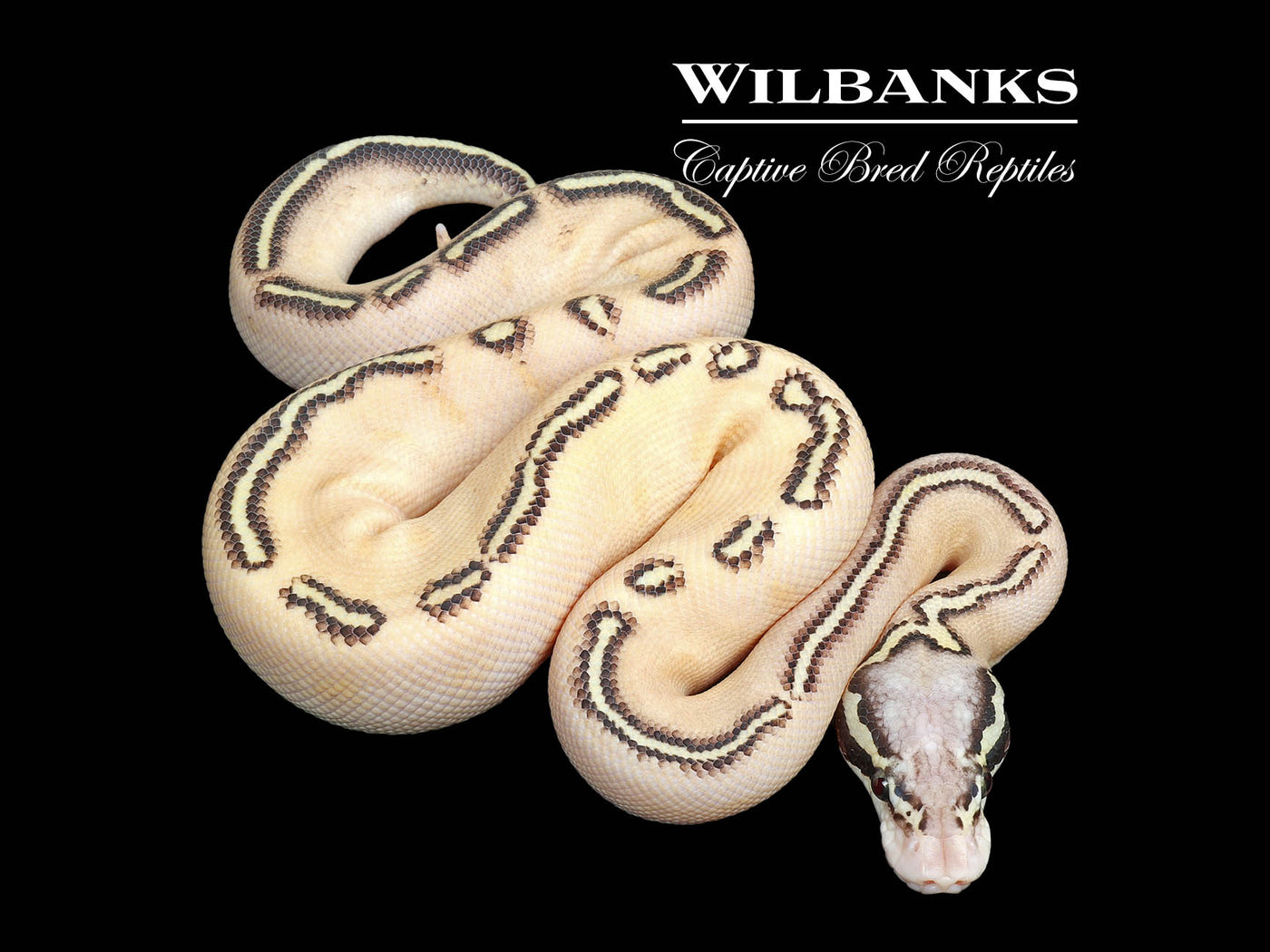 GHI Freeway Pastel Butter Ball Python ♂ '25