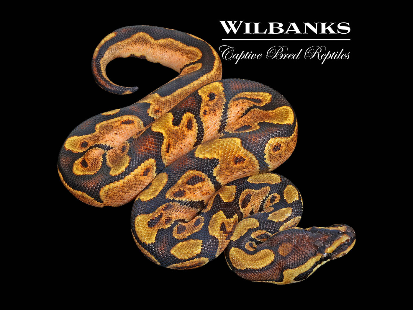 Enchi Sugar Ball Python ♀ '25