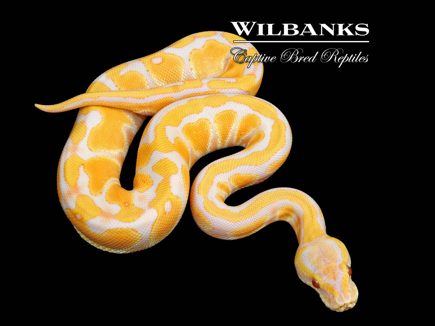 Lavender Pastel Enchi Ball Python ♂ '25