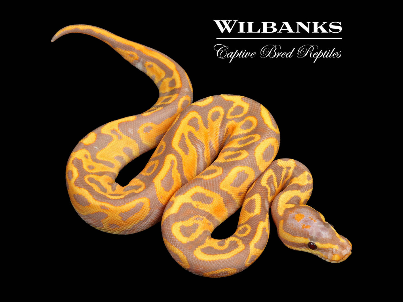 Banana Leopard Yellow Belly Ball Python ♀ '25