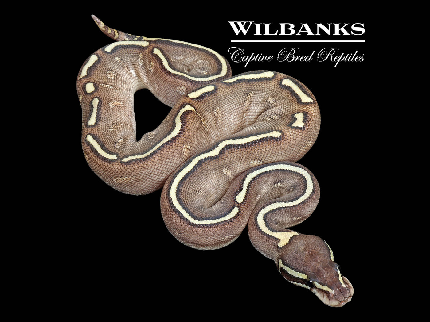 GHI Freeway Butter Ball Python ♀ '25