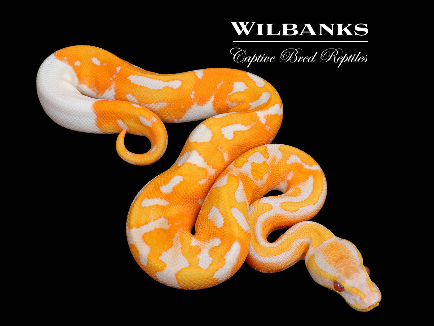 Blackhead Dreamsicle Ball Python ♂ '25