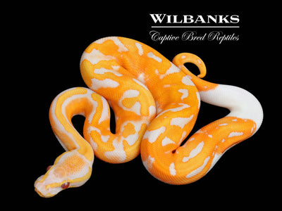 Blackhead Dreamsicle Ball Python ♂ '25