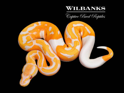 Blackhead Dreamsicle Ball Python ♀ '25