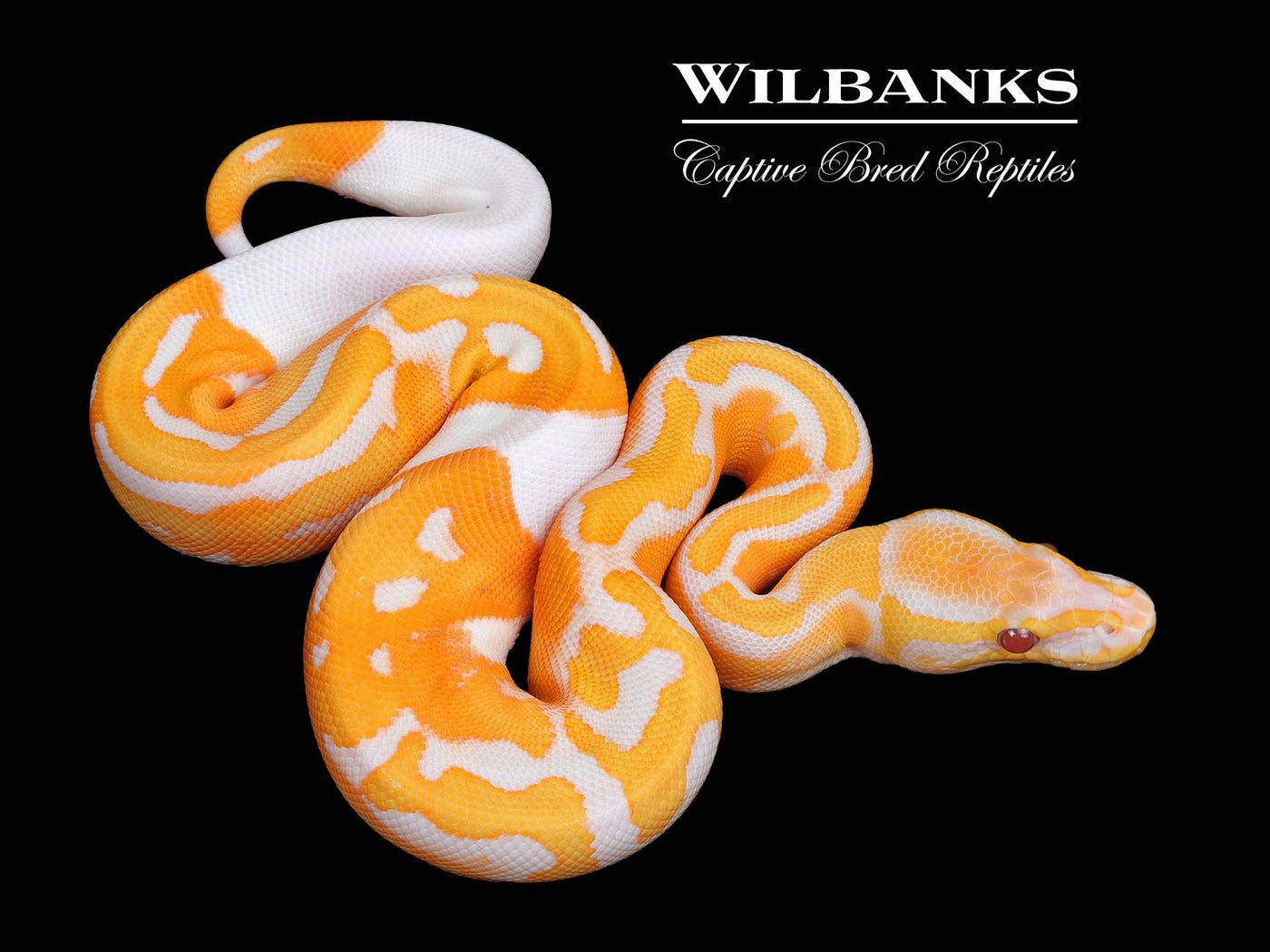 Blackhead Dreamsicle Ball Python ♀ '25