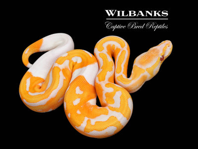 Blackhead Dreamsicle Ball Python ♀ '25