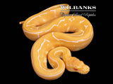 Candino Pinstripe Ball Python ♂ '26