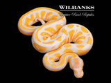 Lavender Albino Blackhead 100% Het. Pied Ball Python ♂ '26