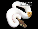 Phantom Pied Ball Python ♀ '26