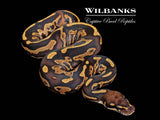 Blackhead Leopard Fire Ball Python ♂ '26