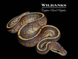 Stranger Cinnamon Yellow Belly Ball Python ♂ '26