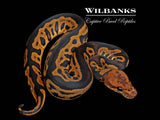 Mahogany Leopard Sable Clown Ball Python ♂ '26
