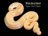 Albino Mojave Leopard Enchi Ball Python ♀ '26