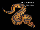Leopard Sable Clown Ball Python ♂ '26