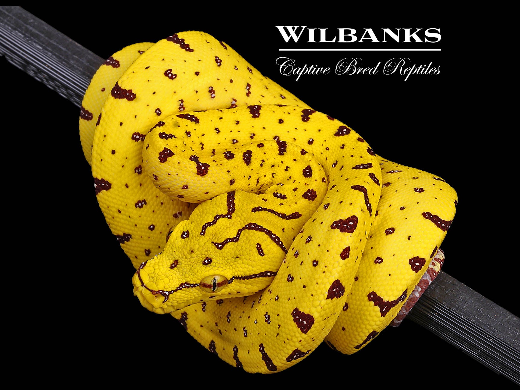 USCBB Green Tree Python (Merauke X Lereh) '24 – Wilbanks Captive Bred ...