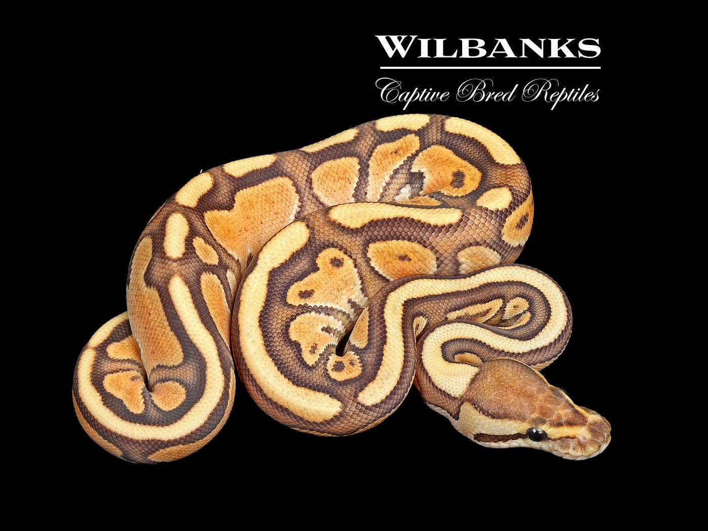 Cinnamon Enchi Fire 100% Het. Clown Ball Python ♀ '25